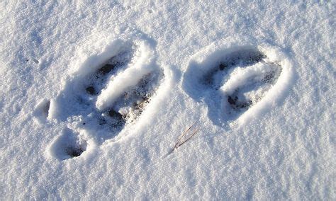 Moose Tracks In The Snow!! | Moose pictures, Deer tracks, Moosetracks