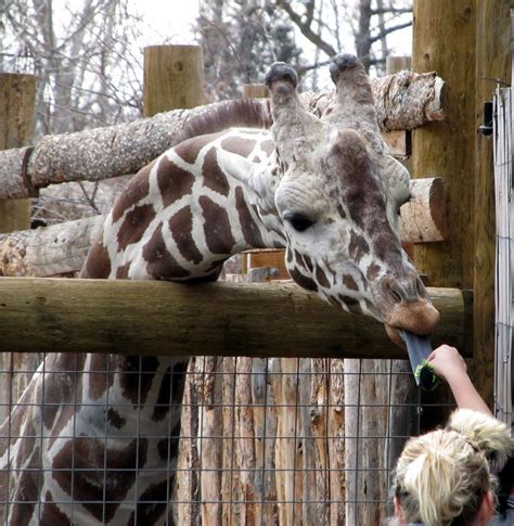 Homestead Wannabes: Boise Zoo