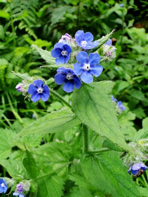 Perennial: ITALIAN ALKANET 50 Seeds Bright Blue Blooms