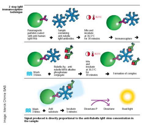 Magnetic-Particle-Based Chemiluminescent Immunoassay