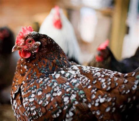 Best chicken breeds for beginners - Backyard Chicken Project