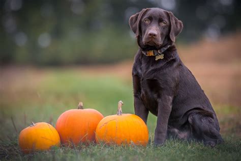 What to Do If Your Dog Eats Halloween Candy