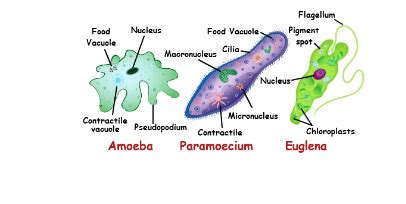 Is Amoeba Unicellular or Multicellular - NaomildFrank