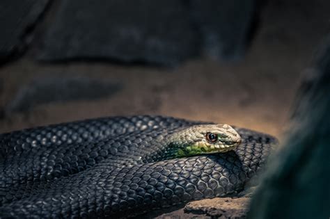 Eastern Montpellier Snake Free Stock Photo - Public Domain Pictures