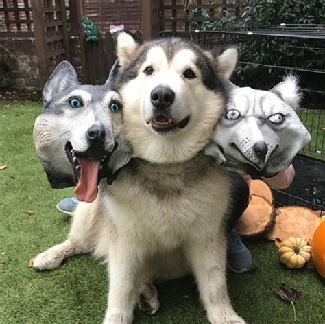 Cerberus Dogs: Funny Three-Headed Dog Halloween Costume