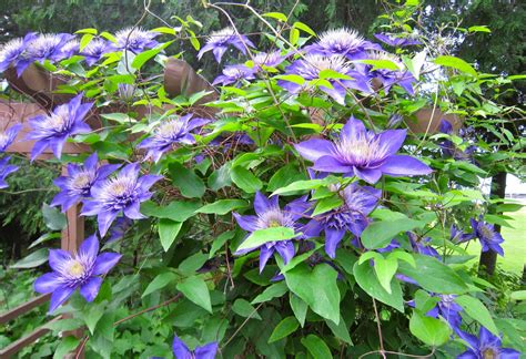 13 Fast-Growing Climbing Plants For Fences