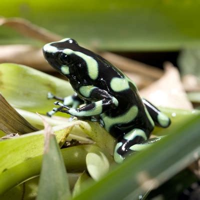 Green and Black Poison Dart Frog - Our Animals - Henry Vilas Zoo