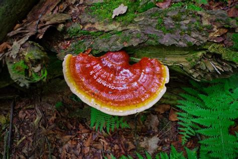 Everything you need to know about reishi mushrooms | Beatrice Society