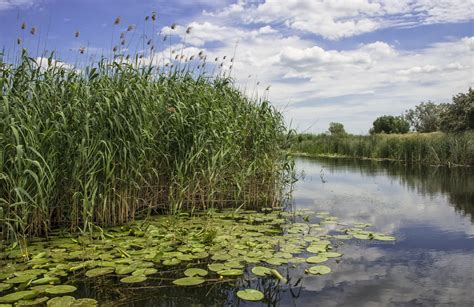 Color The Freshwater Habitat Life Science Worksheets And ... | Wetland, Wetland biome, Walking ...