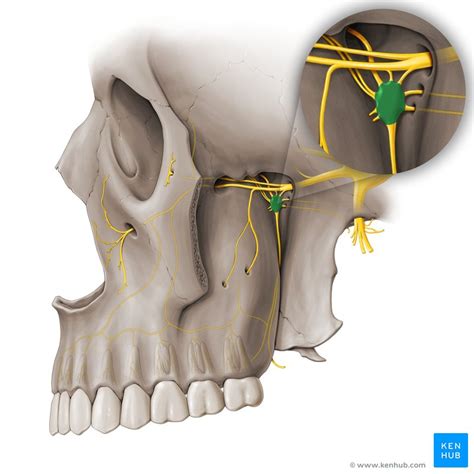 Pterygopalatine ganglion: Anatomy, location and function | Kenhub