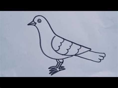 Pigeon Drawing Simple