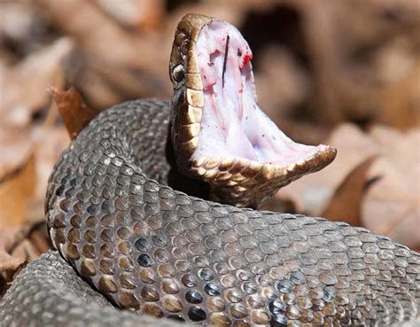 SPECIAL ALERT: How to Properly Manage Snake Bites - Missouri Poison Center