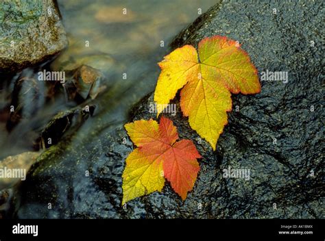 Thimbleberry leaves hi-res stock photography and images - Alamy