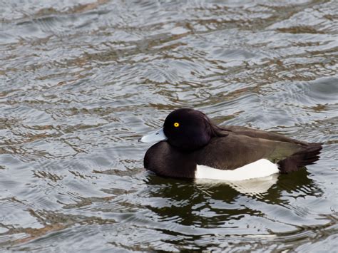 Male Tufted Duck | BirdForum