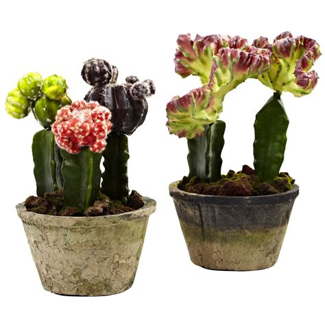 Crazy for Cacti: Beautiful Artificial Cactus Arrangements