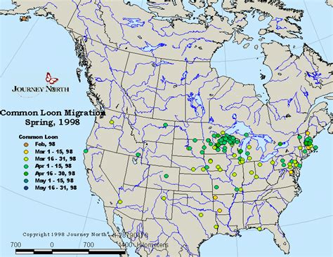 Journey North 1998: Common Loon