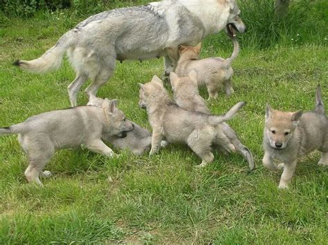 Wolf and pups play | Wolf, Hunde, Husky