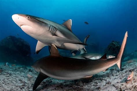 Rethinking Shark Breathing: Surprising Grey Reef Shark Resting Behavior ...