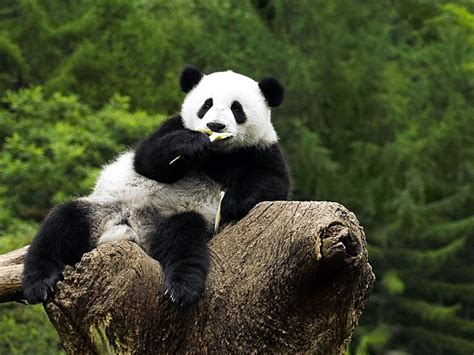 HD Panda Wallpaper - WallpaperSafari