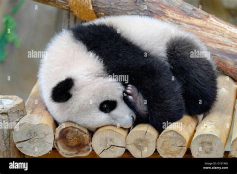 Baby panda hugs his leg Stock Photo - Alamy