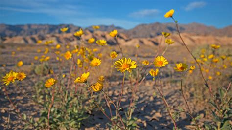 Death Valley Flowers After Rain : Super Bloom At Death Valley National Park Travel Caffeine ...