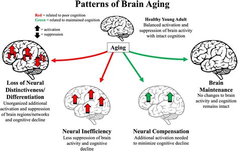 Frontiers | 25 years of neurocognitive aging theories: What have we ...