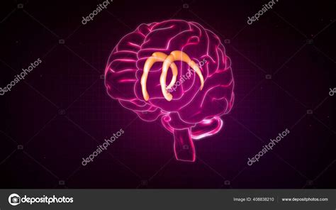 Human Brain Anatomy Illustration Stock Photo by ©sciencepics 408838210