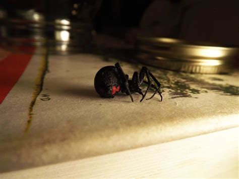 Mating in Captivity: Black Widow Spiders' Behavior and Reproduction