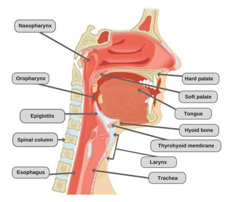 Ear Nose And Throat Connection Diagram