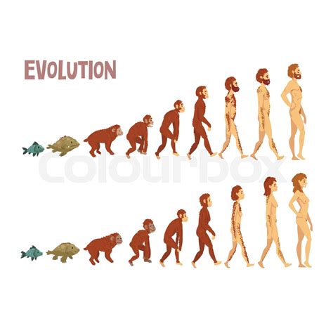 Biology Human Evolution Stages, Evolutionary Process of Man and Woman ...