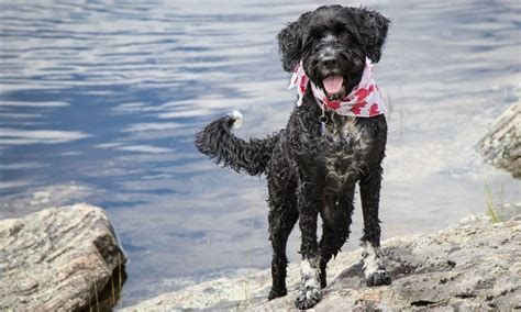 Portuguese Water Dog Breed: Characteristics, Care & Photos | BeChewy