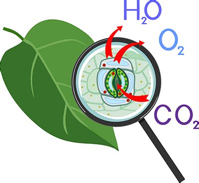 Researchers Identify Elusive Carbon Dioxide Sensor in Plants that Controls Water Loss