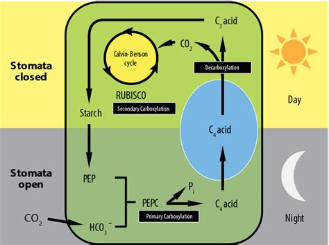 Cam Pathway In Plants