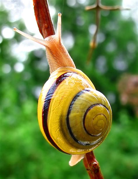 The Atavism: Sunday Spinelessness - How snails conquered the land (again and again)