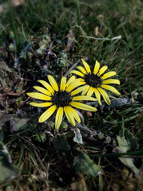 Daisy stock image. Image of pettles, weeds, flowers - 128386473