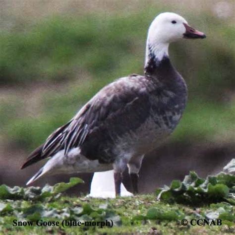 Snow Goose (blue-morph) (Chen caerulescens) - SNGO