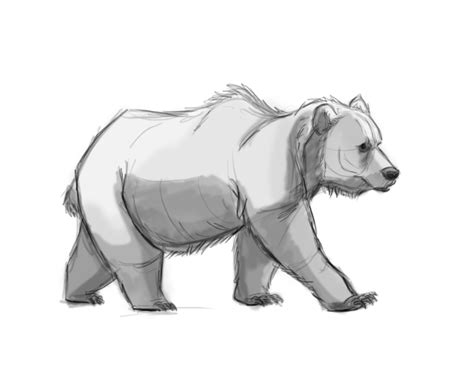 Vince Vassallo: Bear Drawings