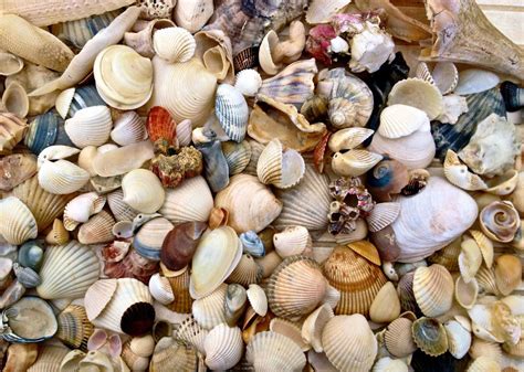 Ethical Shell Collecting in Cabarete