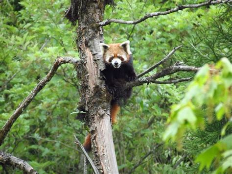 Neora Valley National Park, Darjeeling - Timings, Safari Cost, Best Time to Visit