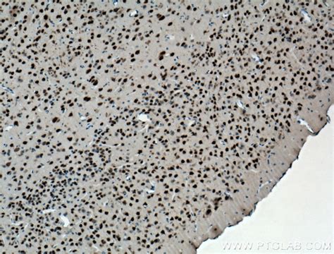 NeuN Antibody 26975-1-AP | Proteintech