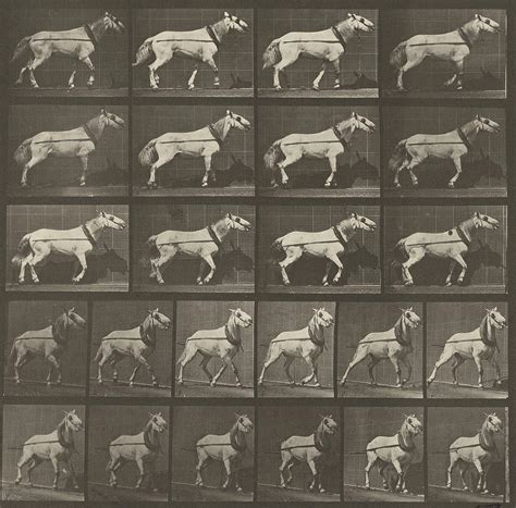 Animal Locomotion Photograph by Eadweard J Muybridge | Fine Art America