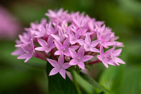 Pretty Pink Penta Star Shaped Flower Cluster Stock Image - Image of ...