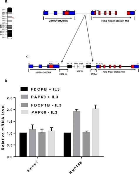 Identification of the provirus integration site in mouse chromosome 16 ...