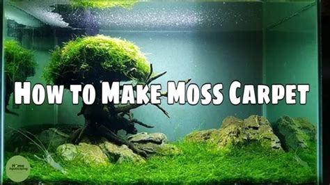 How to Make Moss Carpet for Aquarium: Step-by-Step Guide for Beginners