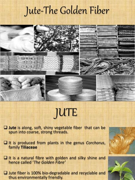Jute - The Golden Fiber | PDF | Jute | Fibers