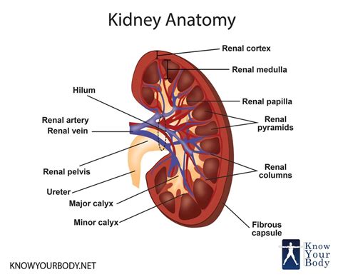 Excretion as an example of homeostatic control, OCR A Level Biology, 5.1.2- The Kidneys Diagram ...