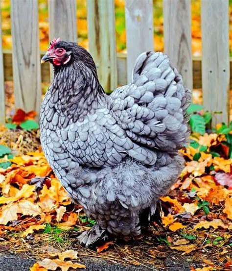 Cochin Chicken Breed Guide: Size, Varieties, Eggs, Care, Images