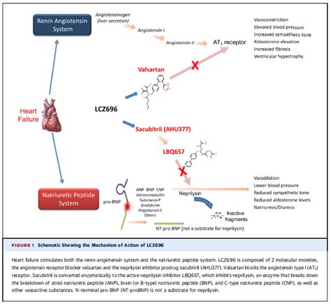 Valsartan/sacubitril (Entresto): Mechanism | Medicine Specifics