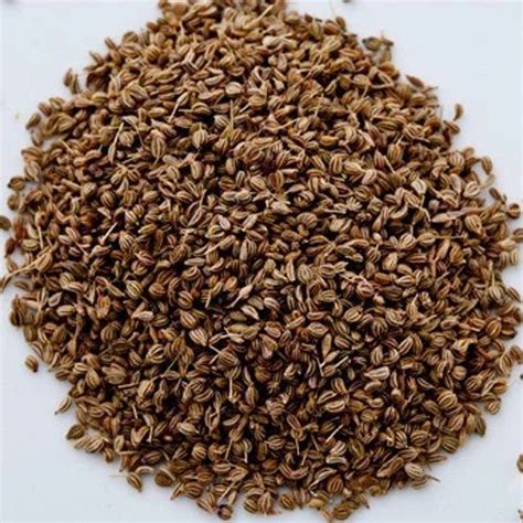 Carom Seeds at Rs 200/kilogram | Natural Seeds in Tiruvallur | ID: 14922886055