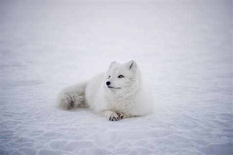 Arctic Fox 4K Wallpapers - Top Free Arctic Fox 4K Backgrounds ...